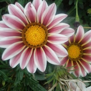 Meet your Posher, Logan & amelia